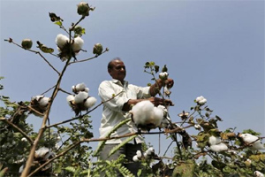 Cotton, cotton production, kharif production, commodities, commodity prices, cotton prices