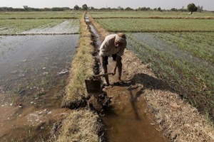 Through the user-friendly mobile technology based platform which integrates a toll-free number, farmers can call to report a wildlife conflict incident. (Reuters)