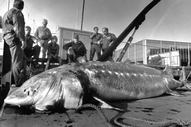 This Nov 6, 1987 file photo shows an 11-foot sturgeon, weighing nearly a half-ton, found dead in Seattle's Lake Washington, near Kirkland, Wash. In the area, tales have long persisted of a huge, duck-eating "monster." A member of this bottom-feeder fish species is reported to have lived to be 152. (AP)