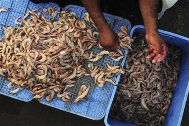 Introduced in India in only 2009, the vannamei variety now makes up for roughly 80% of the country’s shrimp/prawn exports (Reuters)