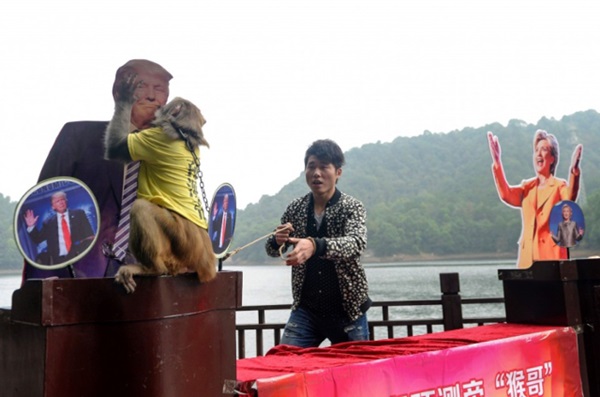 monkey