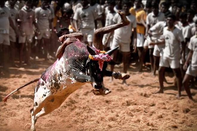 Jallikattu ban: The Supreme Court had banned the sport but villagers defied the ban on Saturday and Sunday during Pongal celebrations. (File Photo)
