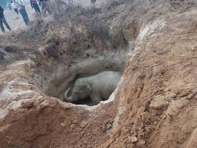 viral, viral pictures, pictures viral, viral elephant, baby elephant, elephant pictures, cute baby elephant, chhattisgarh