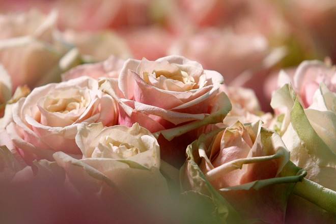 Valentines day, valentines week, 14th february, Rose Day, Propose Day, Chocolate Day, Promise Day, Teddy Day, Hug Day, valentines day 2017, valentines week 2017