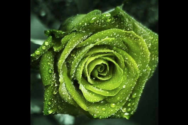 Rose day, valentine's day, roses, rose bouquet, rose colors meanings, red roses, pink roses, rose prices, roses valentine's day, valentine's gifts