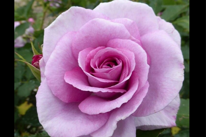 Rose day, valentine's day, roses, rose bouquet, rose colors meanings, red roses, pink roses, rose prices, roses valentine's day, valentine's gifts