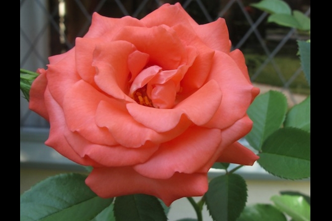 Rose day, valentine's day, roses, rose bouquet, rose colors meanings, red roses, pink roses, rose prices, roses valentine's day, valentine's gifts