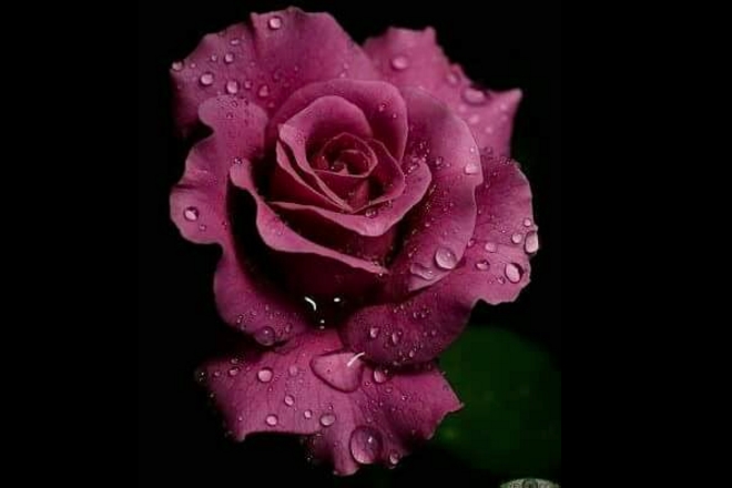 Rose day, valentine's day, roses, rose bouquet, rose colors meanings, red roses, pink roses, rose prices, roses valentine's day, valentine's gifts