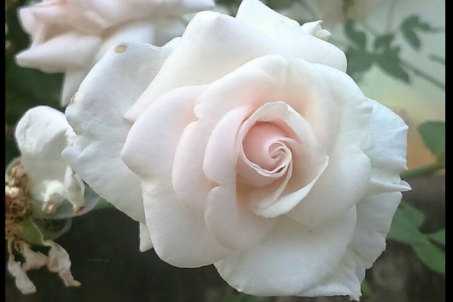 Rose day, valentine's day, roses, rose bouquet, rose colors meanings, red roses, pink roses, rose prices, roses valentine's day, valentine's gifts