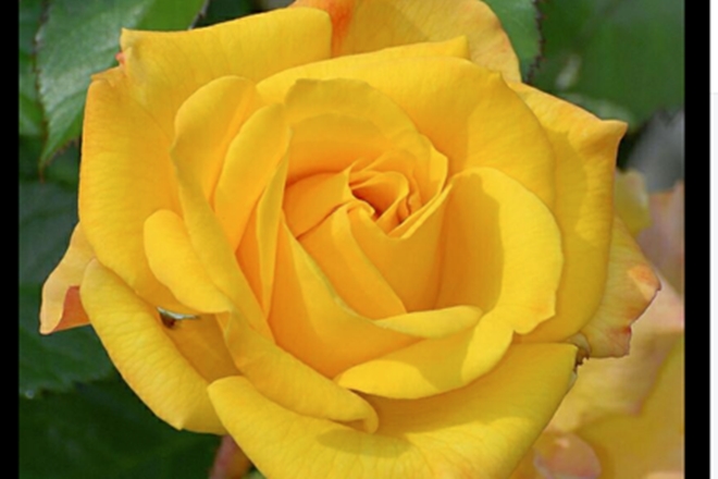 Rose day, valentine's day, roses, rose bouquet, rose colors meanings, red roses, pink roses, rose prices, roses valentine's day, valentine's gifts