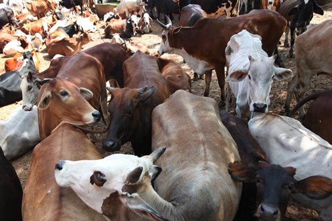 cattle slaughter ban, sale of cattle for slaughter, ban on sale of cattle for slaughtering, cow slaughter, cow slaughter protests, madras high court, cattle slaughter in india