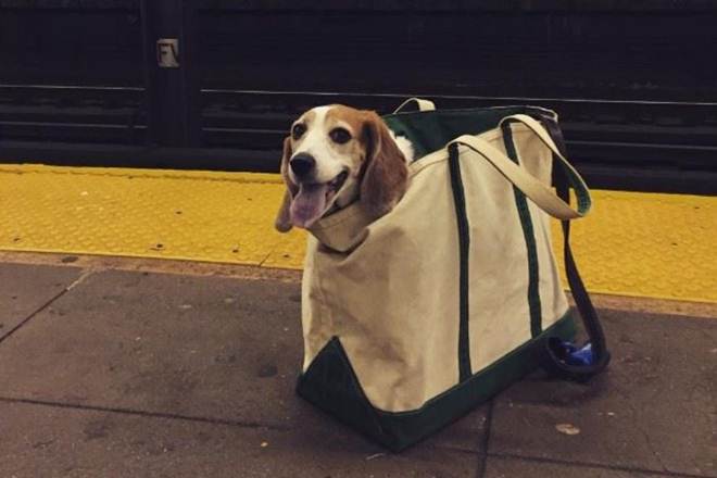 New York, New York City, New York City subway, New York City subway bans dogs, creative way to carry dogs, dogs, NYC, MTA, Metropolitan Transportation Authority, trending
