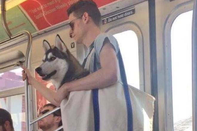 New York, New York City, New York City subway, New York City subway bans dogs, creative way to carry dogs, dogs, NYC, MTA, Metropolitan Transportation Authority, trending