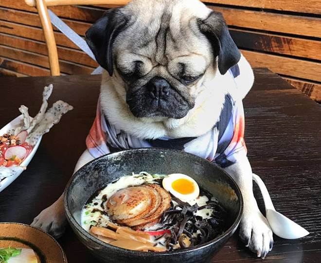 Doug, Doug the Pug, 8 mn followers, 8 mn followers social media, Leslie Mosier, Doug the Pug Facebook, Doug the Pug Instagram, Doug the Pug Twitter, Doug the Pug photos, Doug the Pug videos, Doug the Pug followers, Doug the Pug Tennessee, entertainment