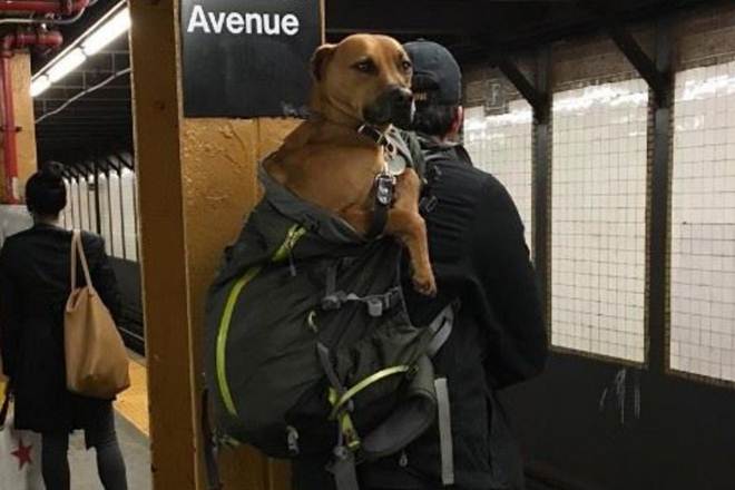 New York, New York City, New York City subway, New York City subway bans dogs, creative way to carry dogs, dogs, NYC, MTA, Metropolitan Transportation Authority, trending