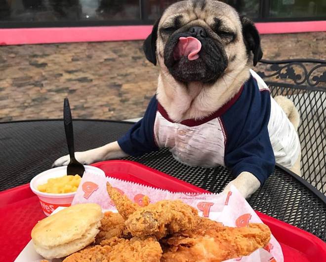 Doug, Doug the Pug, 8 mn followers, 8 mn followers social media, Leslie Mosier, Doug the Pug Facebook, Doug the Pug Instagram, Doug the Pug Twitter, Doug the Pug photos, Doug the Pug videos, Doug the Pug followers, Doug the Pug Tennessee, entertainment