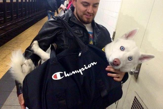 New York, New York City, New York City subway, New York City subway bans dogs, creative way to carry dogs, dogs, NYC, MTA, Metropolitan Transportation Authority, trending