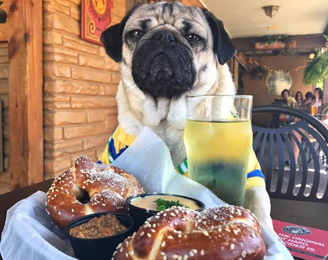Doug, Doug the Pug, 8 mn followers, 8 mn followers social media, Leslie Mosier, Doug the Pug Facebook, Doug the Pug Instagram, Doug the Pug Twitter, Doug the Pug photos, Doug the Pug videos, Doug the Pug followers, Doug the Pug Tennessee, entertainment