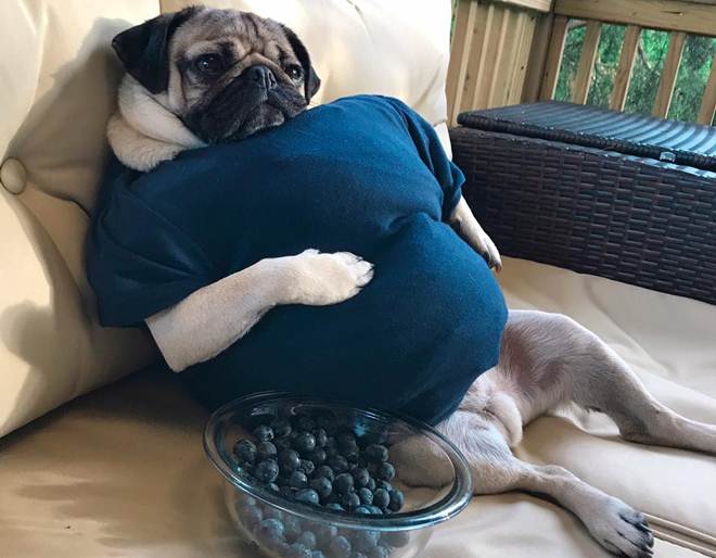 Doug, Doug the Pug, 8 mn followers, 8 mn followers social media, Leslie Mosier, Doug the Pug Facebook, Doug the Pug Instagram, Doug the Pug Twitter, Doug the Pug photos, Doug the Pug videos, Doug the Pug followers, Doug the Pug Tennessee, entertainment