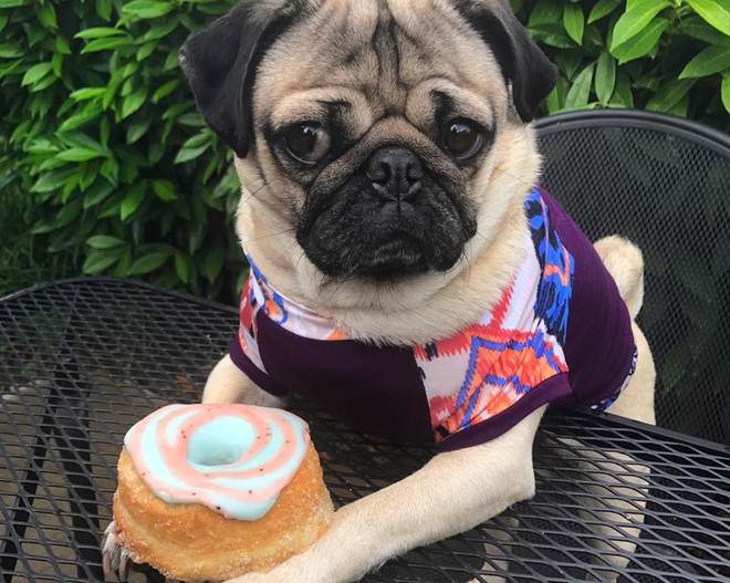 Doug, Doug the Pug, 8 mn followers, 8 mn followers social media, Leslie Mosier, Doug the Pug Facebook, Doug the Pug Instagram, Doug the Pug Twitter, Doug the Pug photos, Doug the Pug videos, Doug the Pug followers, Doug the Pug Tennessee, entertainment