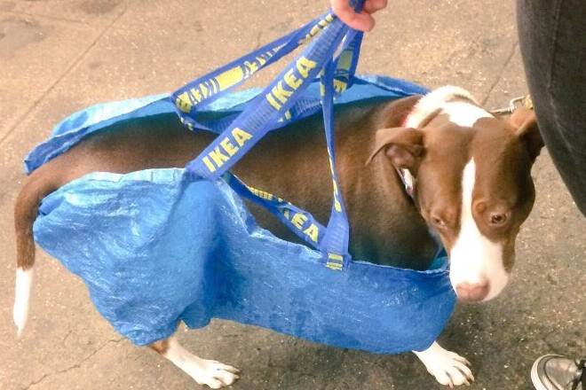 New York, New York City, New York City subway, New York City subway bans dogs, creative way to carry dogs, dogs, NYC, MTA, Metropolitan Transportation Authority, trending