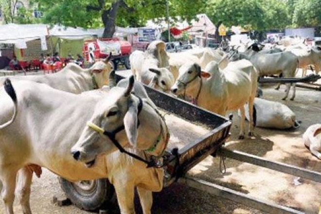 cow smuggling, cow assam, cow smuggling bangladesh, cow slaughter, cattle smugglers, cattle smuggling, cow smugglers, cow smuggling on brahmaputra, cow slaughter