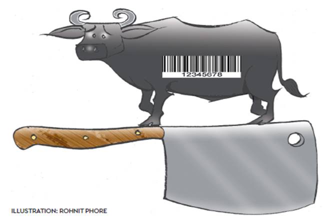 Meat exports, NDA government, Prevention of Cruelty to Animals rules 2017, india, Uttar Pradesh government, beef meat, Apeda, ban sale of cattle
