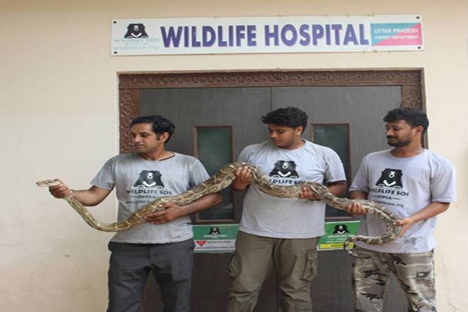 IAF, Python snake, Airforce transport plane, Snake in transport plane, Agra airbase, Wildlife SOS, Python trapped