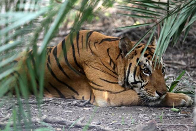 Tiger, tiger count in Uttarakhand, highest tiger in number in india, tigers in india