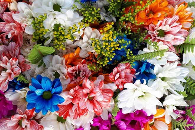 Narendra Modi, Narendra Modi Israel, Narendra Modi Israel visit, Modi Israel visit, Crysanthumun flower, Crysanthumun flower named modi, Benjamin Netanyahu, PM Benjamin Netanyahu, Israeli Crysanthumun, Danziger Flower Farm, Danziger Flower Farm visit, agriculture, Modi news