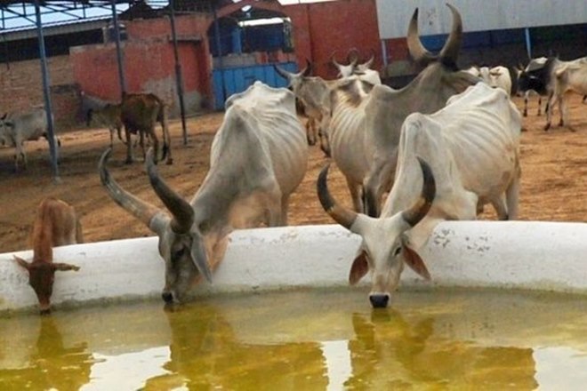 desi cow, desi cow promotion, desi cow products, promote entrepreneurs, desi cow manufacturing products, farmers income