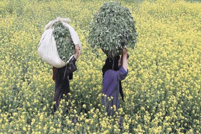 BT cotton seeds, cotton seeds, cotton seed companies, Maharashtra bans co-marketing