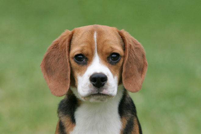 This Harvard startup is helping dogs get younger with its ‘Age Reversing’ gene therapy; Humans next?