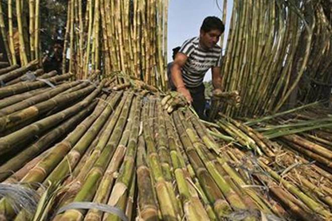 sugarcane industry, sugar industry, economy