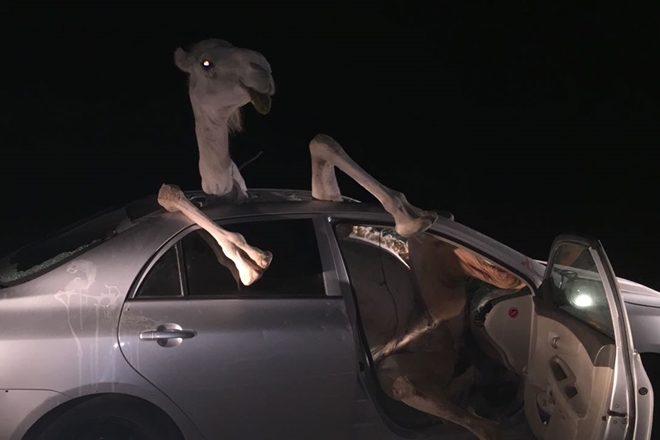 Camel sticking its head out after getting involved in high speed car crash
