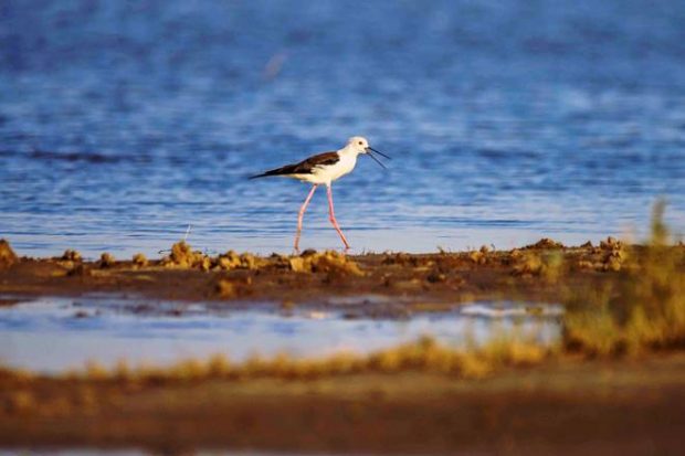 Little Rann of Kutch, Rann of Kutch, White Sand Desert, Greater Rann of Kutch, Wild Ass Sanctuary, Tarnetar no Melo, Modhera Sun Temple, Rann of Kutch tour package, Rann of Kutch tour, Rann of Kutch white sand, Wild Ass Sanctuary tour 