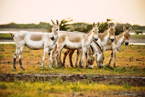 Little Rann of Kutch, Rann of Kutch, White Sand Desert, Greater Rann of Kutch, Wild Ass Sanctuary, Tarnetar no Melo, Modhera Sun Temple, Rann of Kutch tour package, Rann of Kutch tour, Rann of Kutch white sand, Wild Ass Sanctuary tour