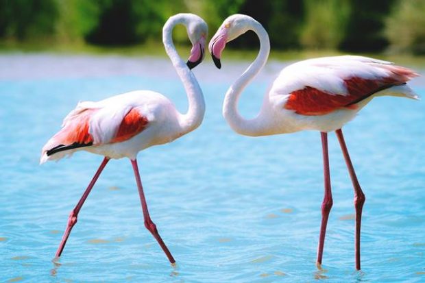 Gujarat travel, Gujarat tourism, Gujarat bird watching, bird watching in Gujarat, Little Rann of Kutch, Wild Ass Sanctuary, Rann of Kutch, Flamingos, Pelicans, Nalsarovar Bird Sanctuary, Bhal grassland, Vadhwana Bird Sanctuary, Velavadar National Park, Gulf of Khambhat, Bhal
