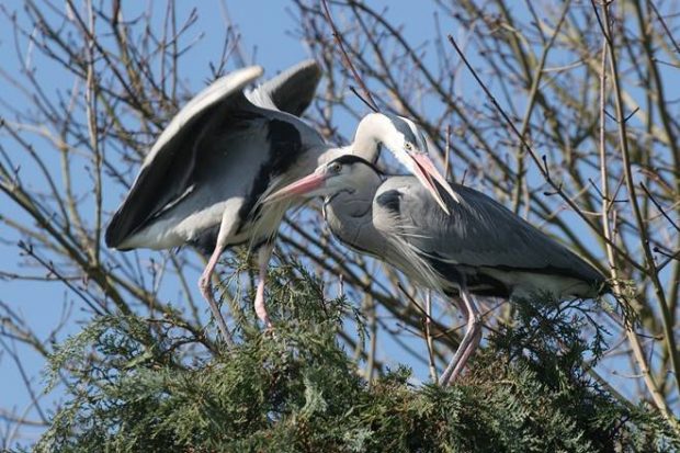 Gujarat travel, Gujarat tourism, Gujarat bird watching, bird watching in Gujarat, Little Rann of Kutch, Wild Ass Sanctuary, Rann of Kutch, Flamingos, Pelicans, Nalsarovar Bird Sanctuary, Bhal grassland, Vadhwana Bird Sanctuary, Velavadar National Park, Gulf of Khambhat, Bhal