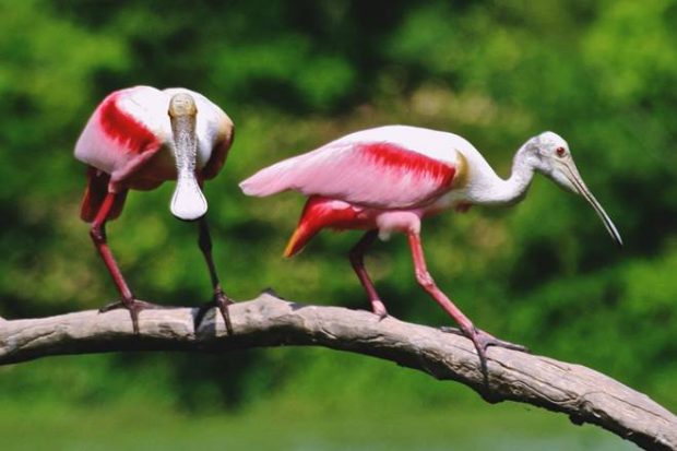 Gujarat travel, Gujarat tourism, Gujarat bird watching, bird watching in Gujarat, Little Rann of Kutch, Wild Ass Sanctuary, Rann of Kutch, Flamingos, Pelicans, Nalsarovar Bird Sanctuary, Bhal grassland, Vadhwana Bird Sanctuary, Velavadar National Park, Gulf of Khambhat, Bhal