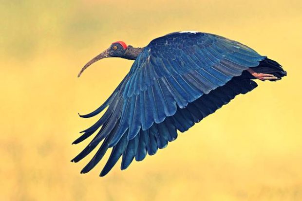 Gujarat travel, Gujarat tourism, Gujarat bird watching, bird watching in Gujarat, Little Rann of Kutch, Wild Ass Sanctuary, Rann of Kutch, Flamingos, Pelicans, Nalsarovar Bird Sanctuary, Bhal grassland, Vadhwana Bird Sanctuary, Velavadar National Park, Gulf of Khambhat, Bhal