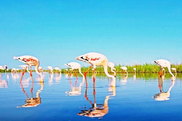 Gujarat travel, Gujarat tourism, Gujarat bird watching, bird watching in Gujarat, Little Rann of Kutch, Wild Ass Sanctuary, Rann of Kutch, Flamingos, Pelicans, Nalsarovar Bird Sanctuary, Bhal grassland, Vadhwana Bird Sanctuary, Velavadar National Park, Gulf of Khambhat, Bhal