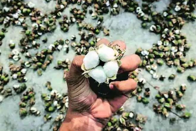 BT Cotton, BT Cotton industry, BT Cotton industry in india, herbicide-tolerant, Indian farmers, kharif season, genetically modified crop, GM cotton seeds, cotton farming, Indian cotton farmers, cotton farmers, cotton crop, bt brinjal farming, Narendra Modi Govt