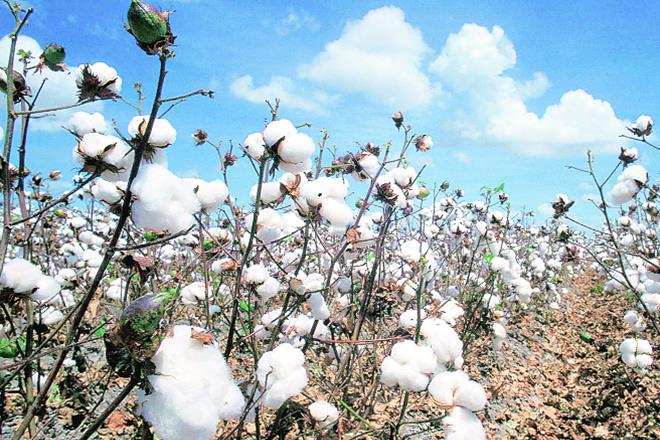 cotton production, indian cotton, cotton in india, cotton farmers, cotton season, cotton export