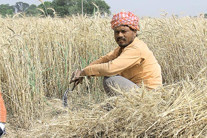 wheat production, indian wheat, wheat in india, wheat farmers, wheat season, wheat export