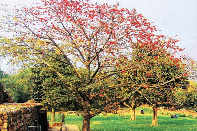 Book Review, Cities and Canopies, trees, Indian Cities, Harini Nagendra, Seema Mundoli