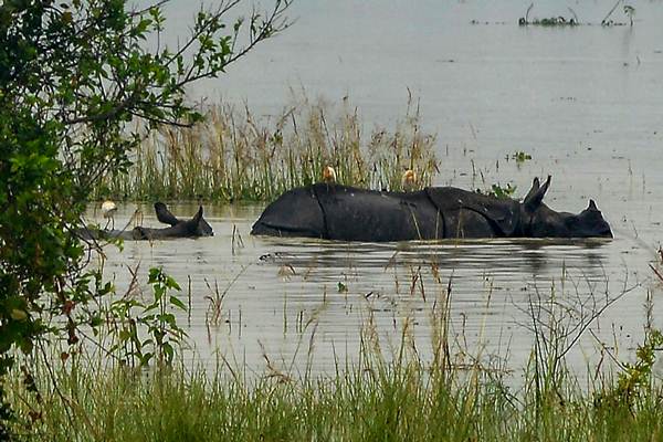 Assam flood