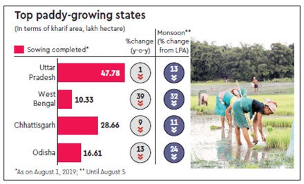 west bengal fields, west bengal rice, top rice producing states in india, west bengal farmers, rice cultivation india, rainfall in west bengal, agriculture in west bengal, monsoon in west bengal, paddy crop india 