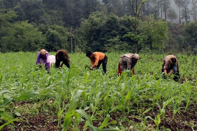 farm loan, farm distress, rbi, RBI, loan waiver, rbi working committee, farm distress, farmer suicide