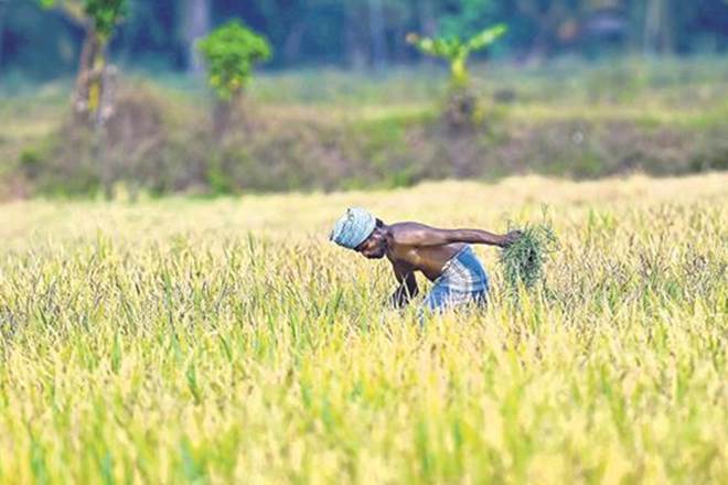 As there is no upper limit on the premium, it has skyrocketed in many areas – premiums for crops exceeded 30% in as many as 53 districts in Kharif 2018 – the scheme has put a heavy onus on the Central exchequer.